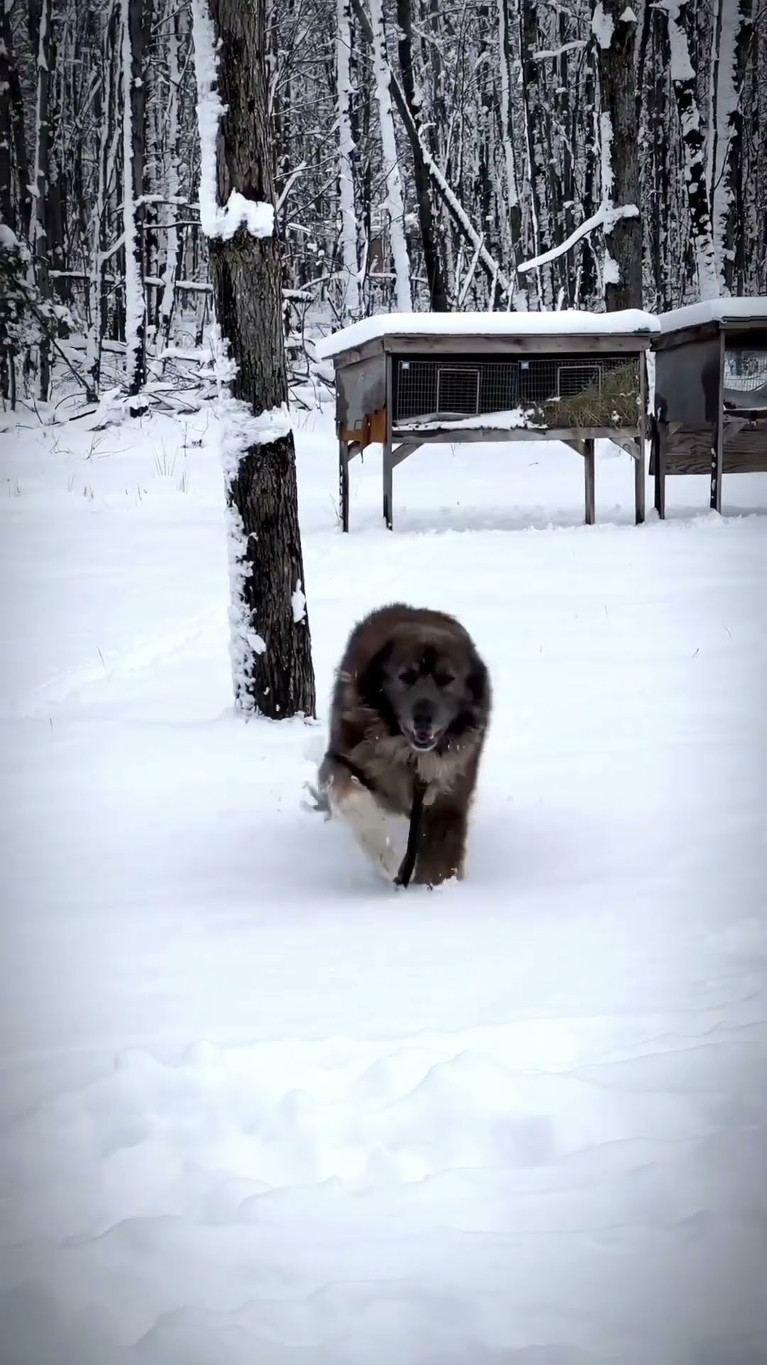 Are You Hungry, Kuya - Caucasian Shepherd video at Brotherbear Acres