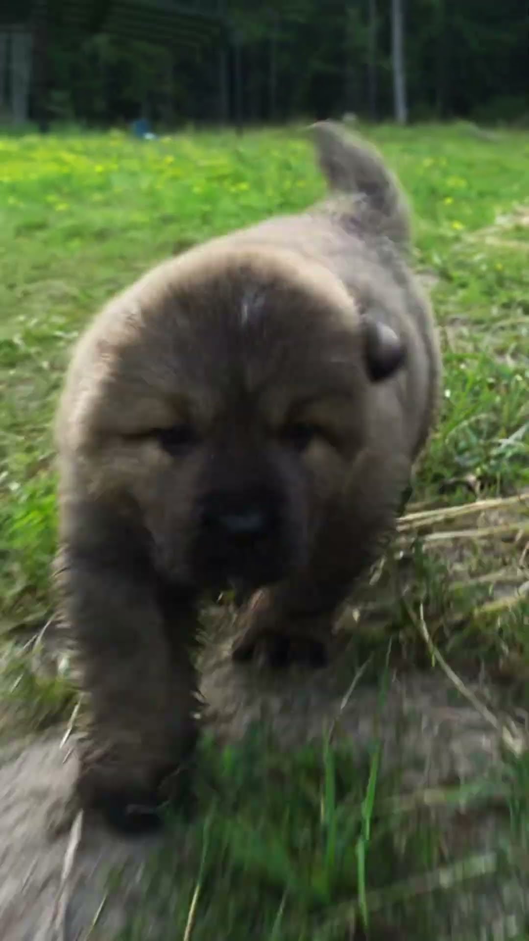 Are You Ready - Caucasian Shepherd video at Brotherbear Acres