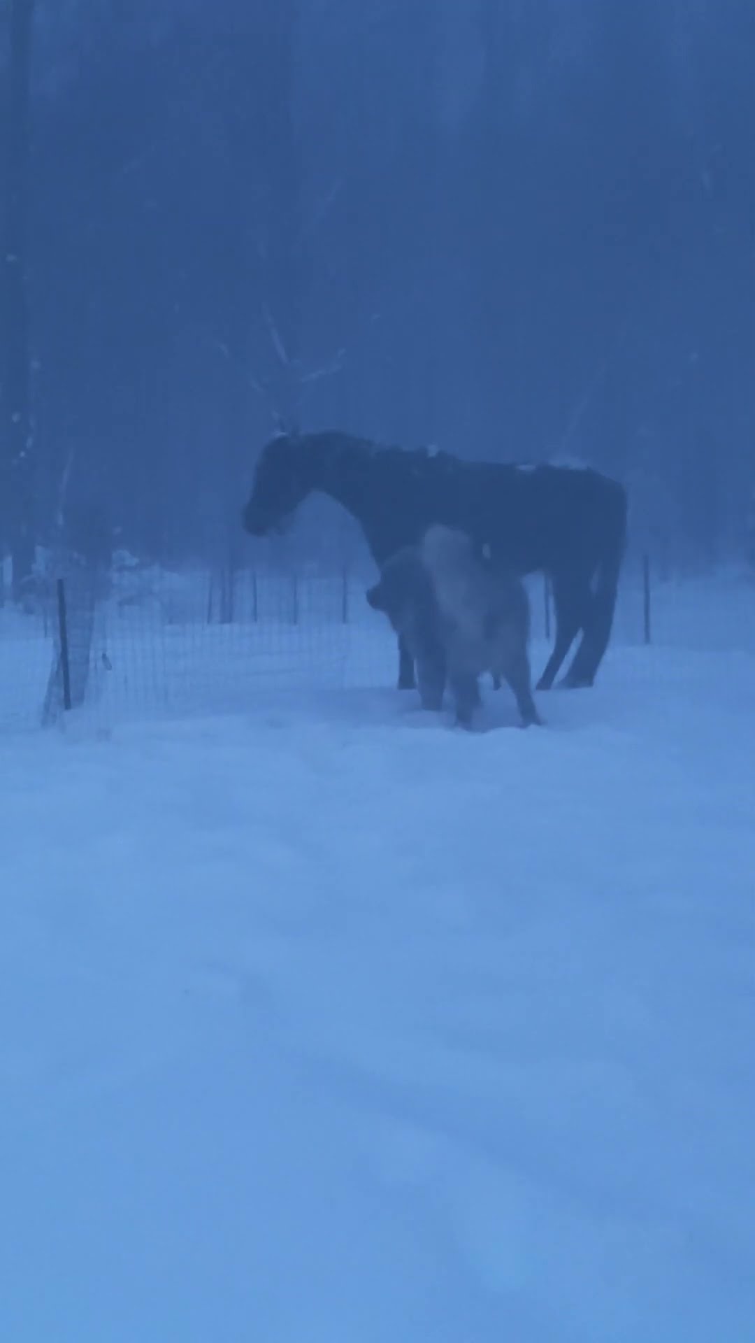 As Big as a Horse - Caucasian Shepherd video at Brotherbear Acres