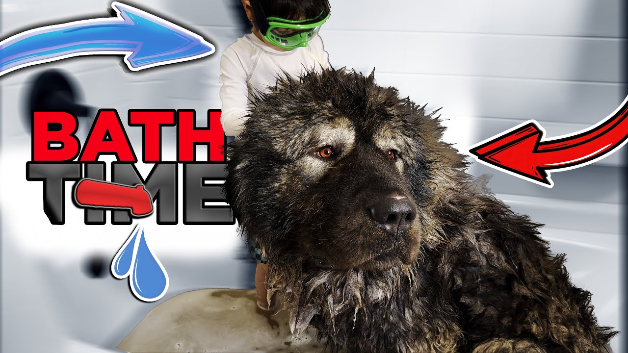 Bath Day for Kai - Caucasian Shepherd long-form video at Brotherbear Acres