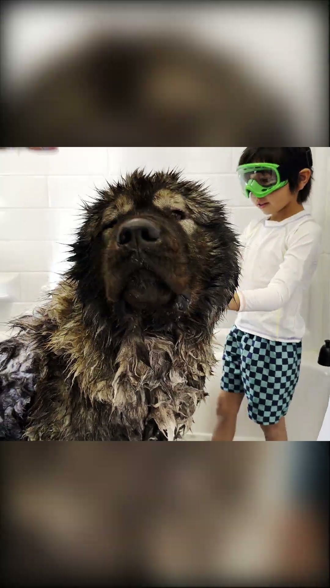 Bath Time for Kai - Caucasian Shepherd video at Brotherbear Acres