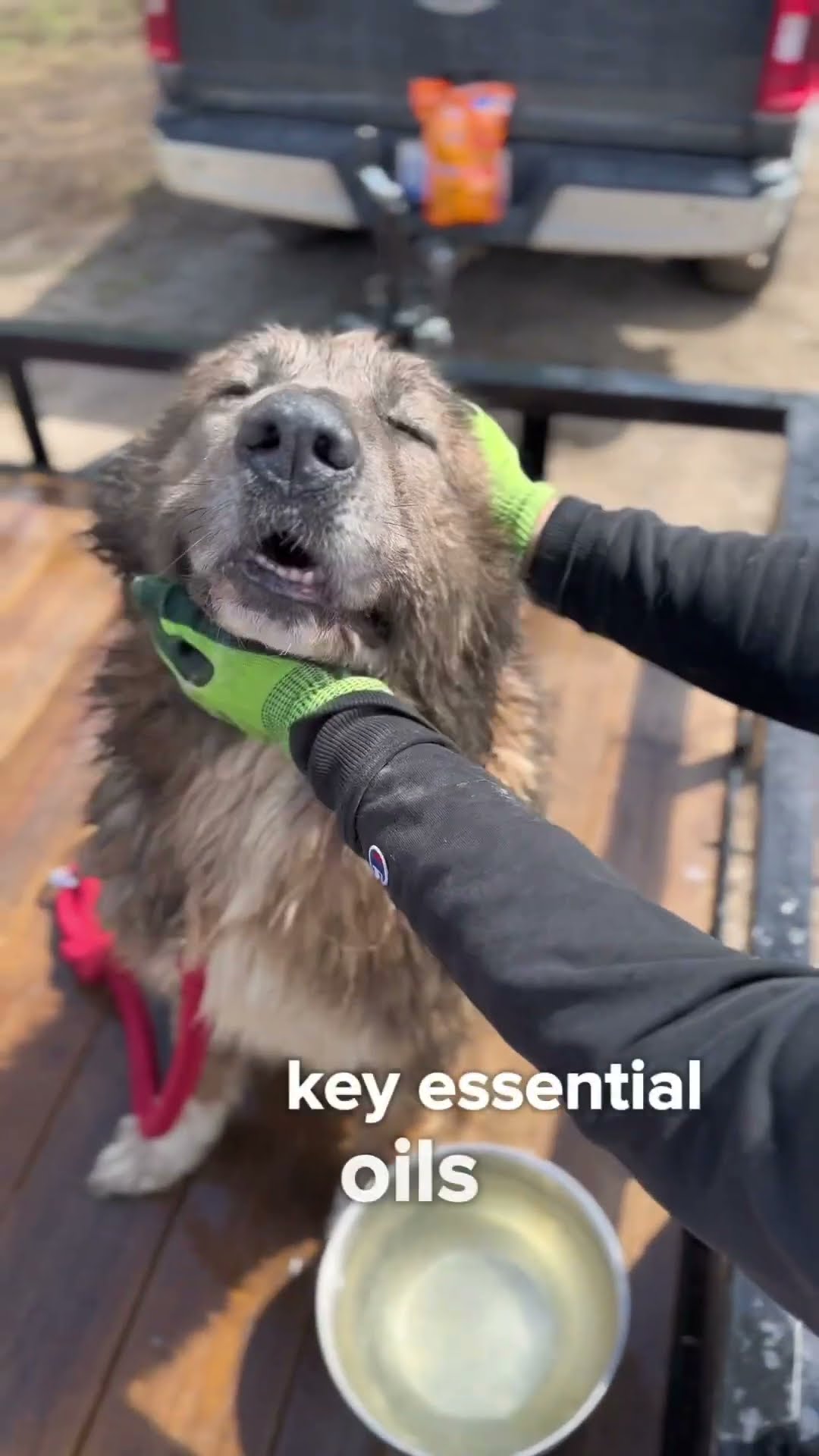 Bath Time for Kuya - Caucasian Shepherd video at Brotherbear Acres