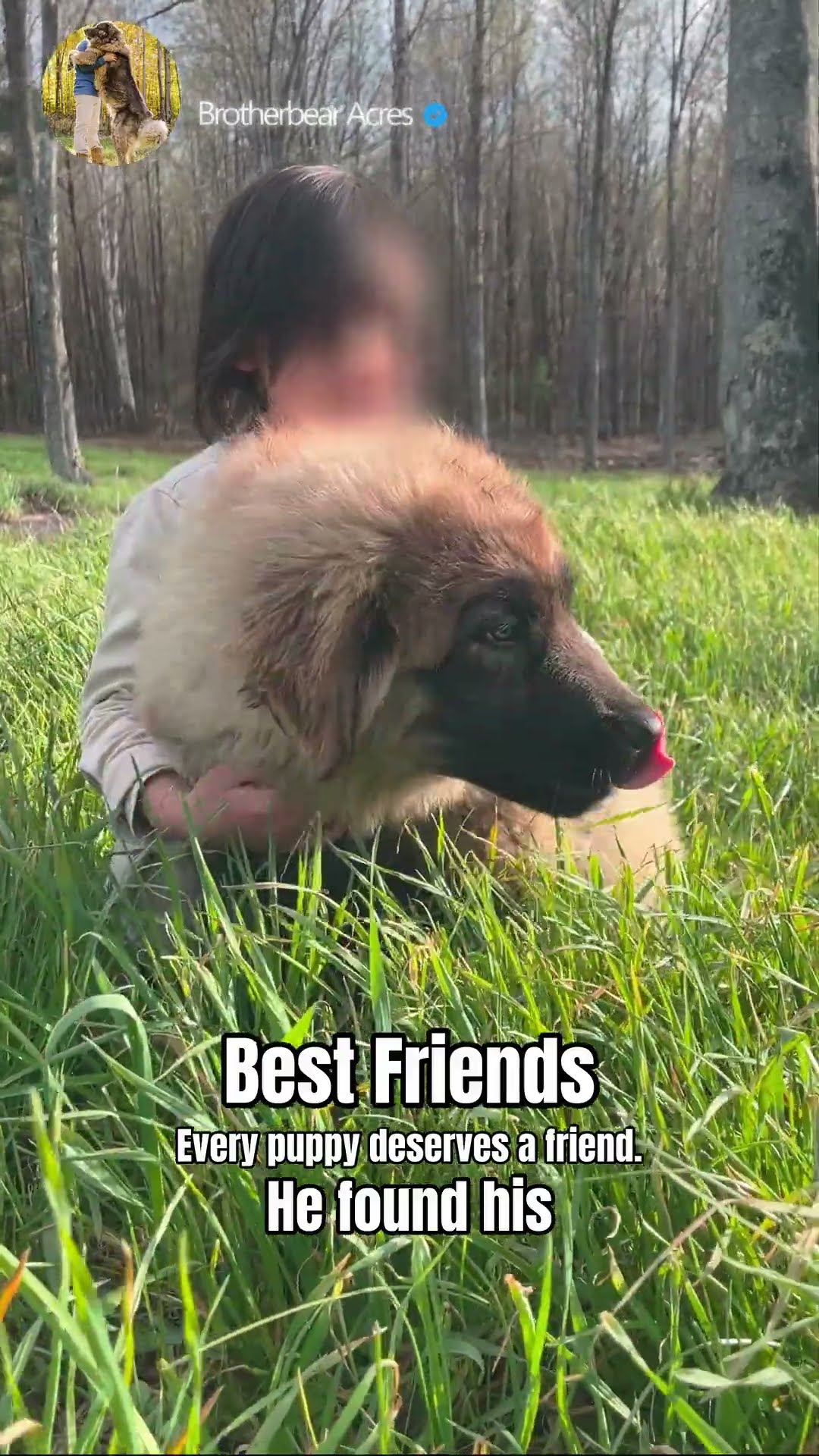 Best Friends - Caucasian Shepherd video at Brotherbear Acres