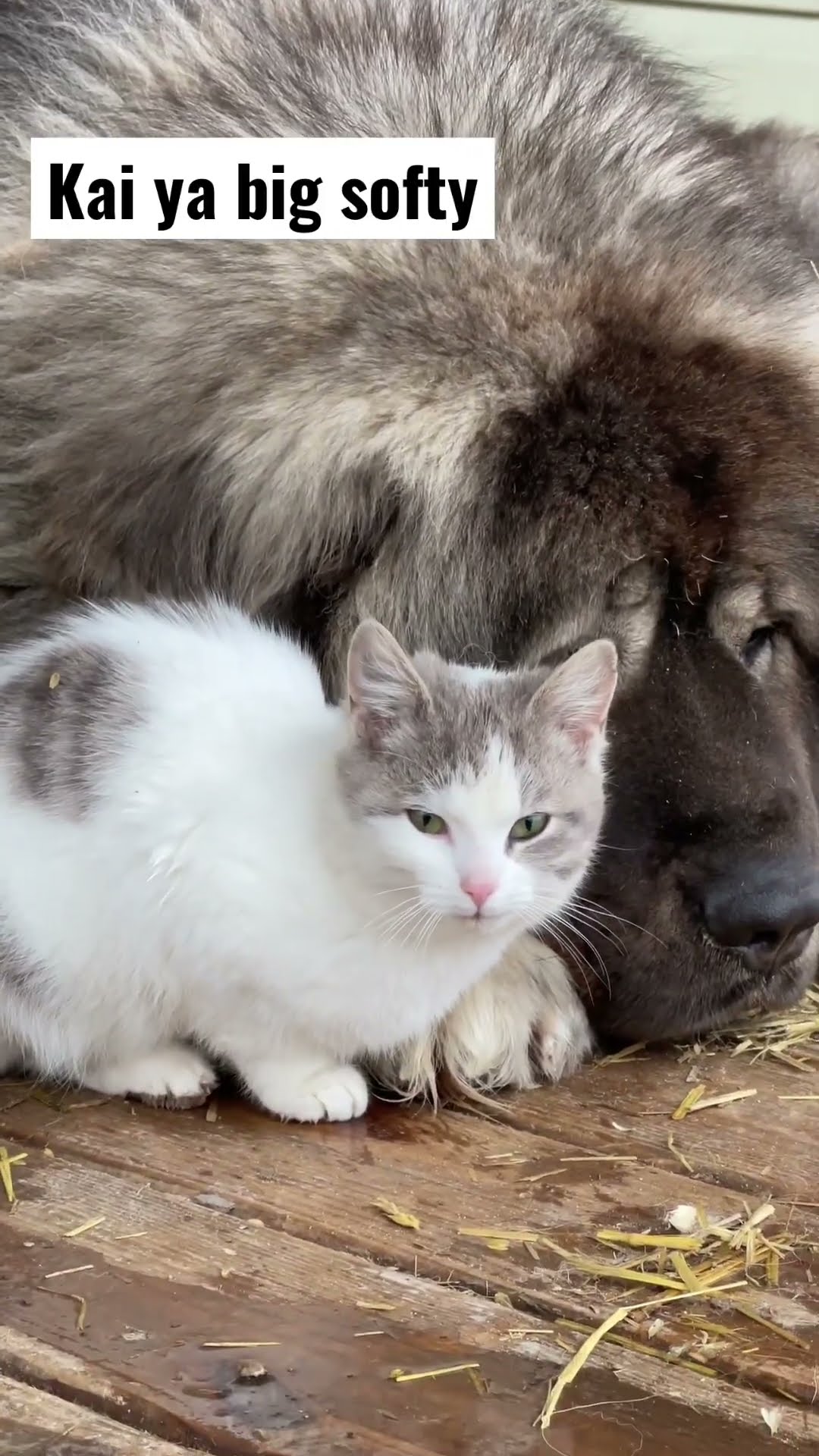 Big Dog, Small Cat - Caucasian Shepherd video at Brotherbear Acres