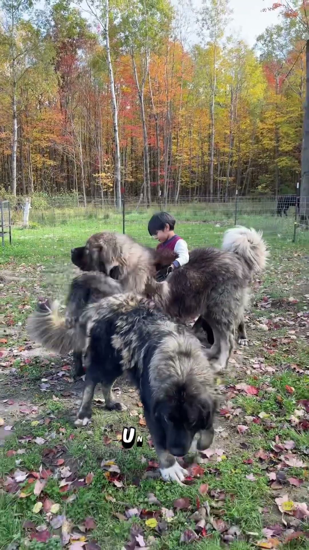 Big Steppers - Caucasian Shepherd video at Brotherbear Acres