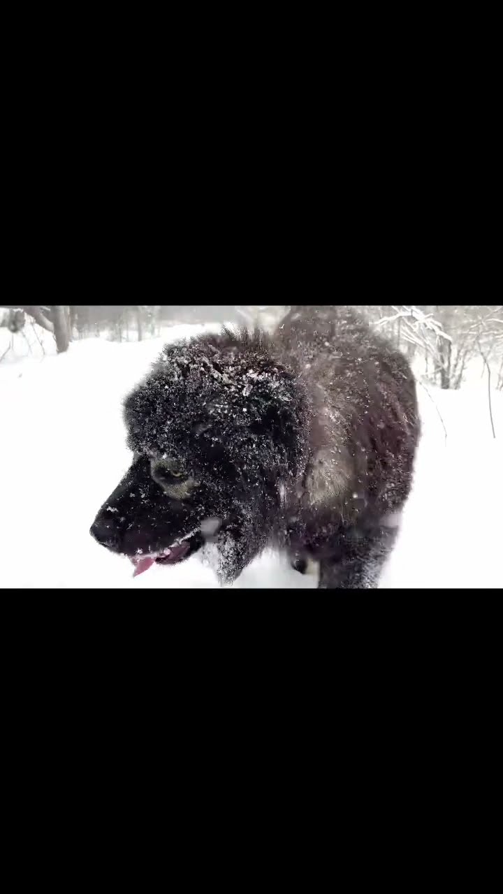 Blizzard Fun and Patrol - Caucasian Shepherd video at Brotherbear Acres