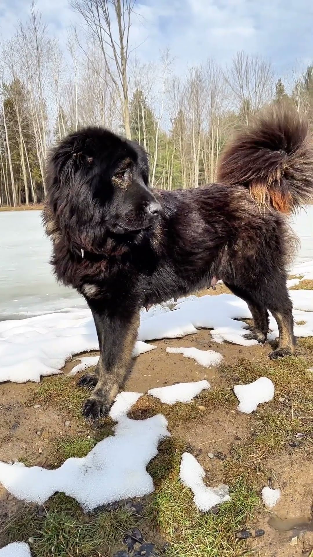 Bree, Guarding Livestock - Caucasian Shepherd video at Brotherbear Acres