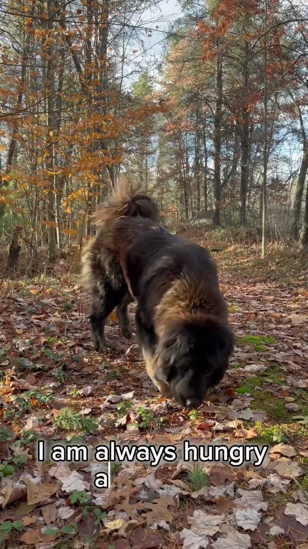 Bree Hiking the Woods - Caucasian Shepherd video at Brotherbear Acres