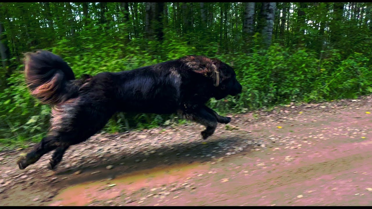 Bree's Trail Run - Caucasian Shepherd long-form video at Brotherbear Acres