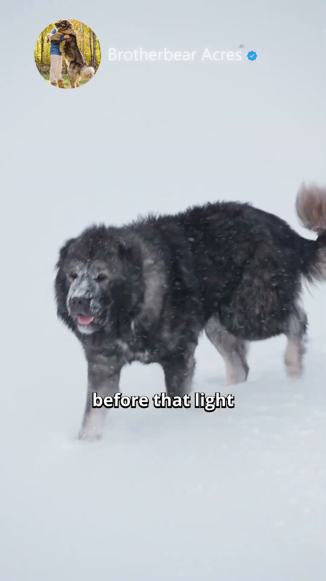 Built for the Long Watch - Caucasian Shepherd video at Brotherbear Acres