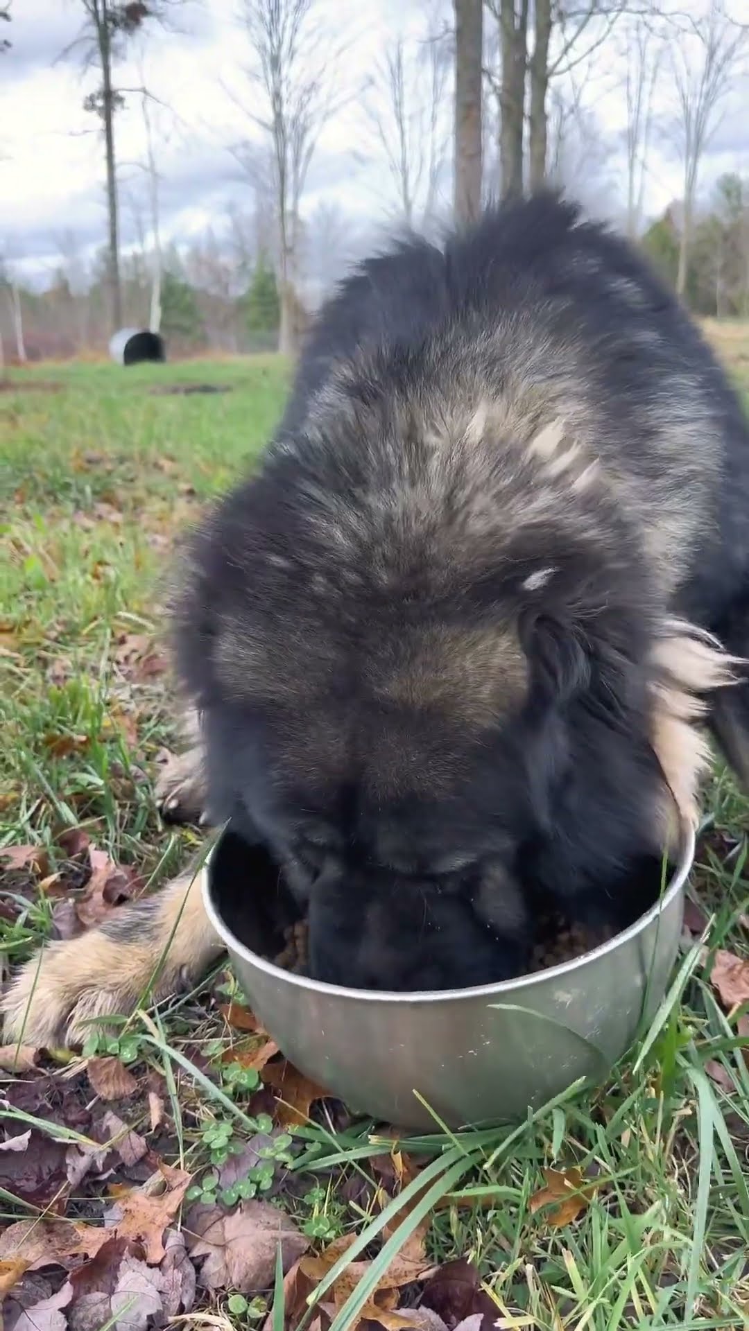 Chicken and Rice - Caucasian Shepherd video at Brotherbear Acres