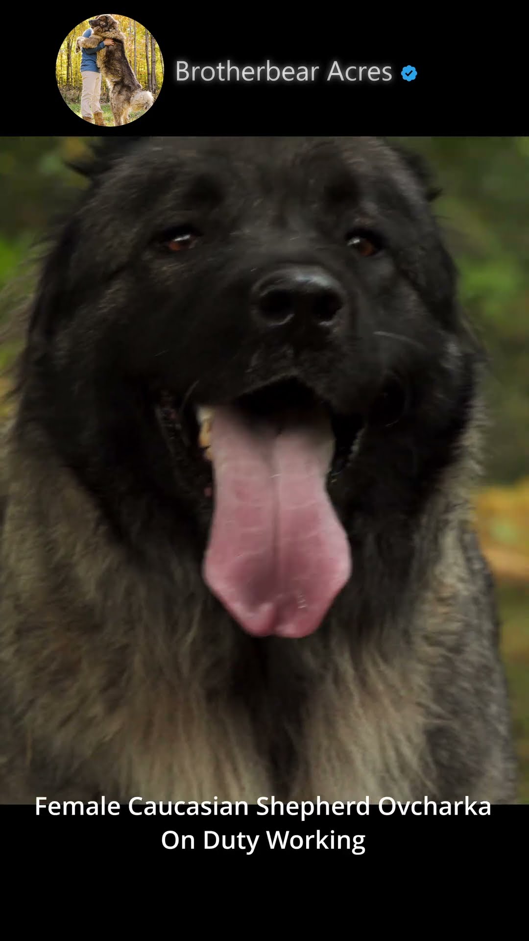 Darla on Duty - Caucasian Shepherd video at Brotherbear Acres