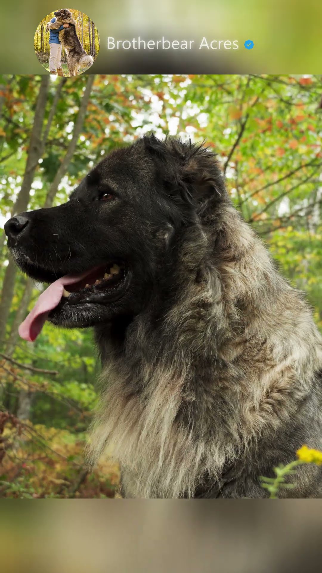 Darla the Darling - Caucasian Shepherd video at Brotherbear Acres