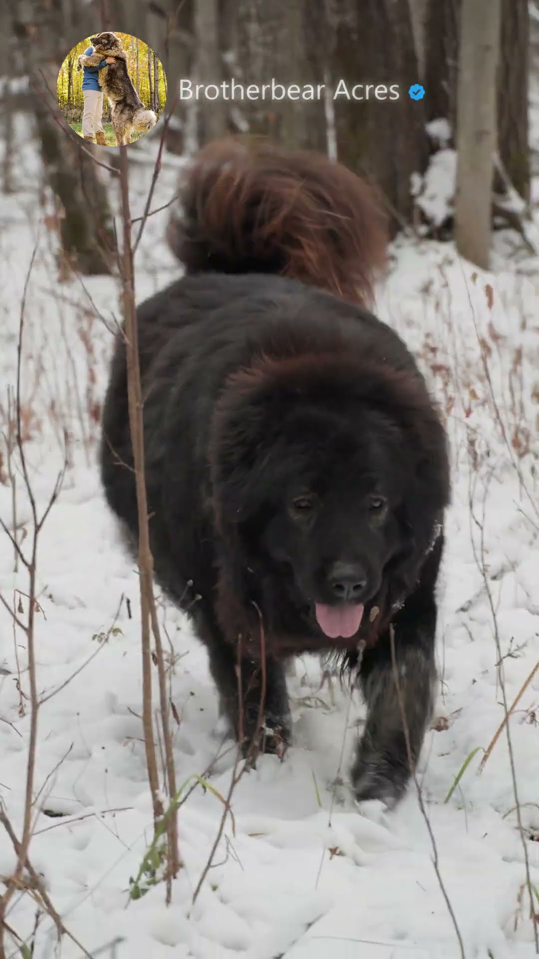 Dawn of the Next Guardians - Caucasian Shepherd video at Brotherbear Acres