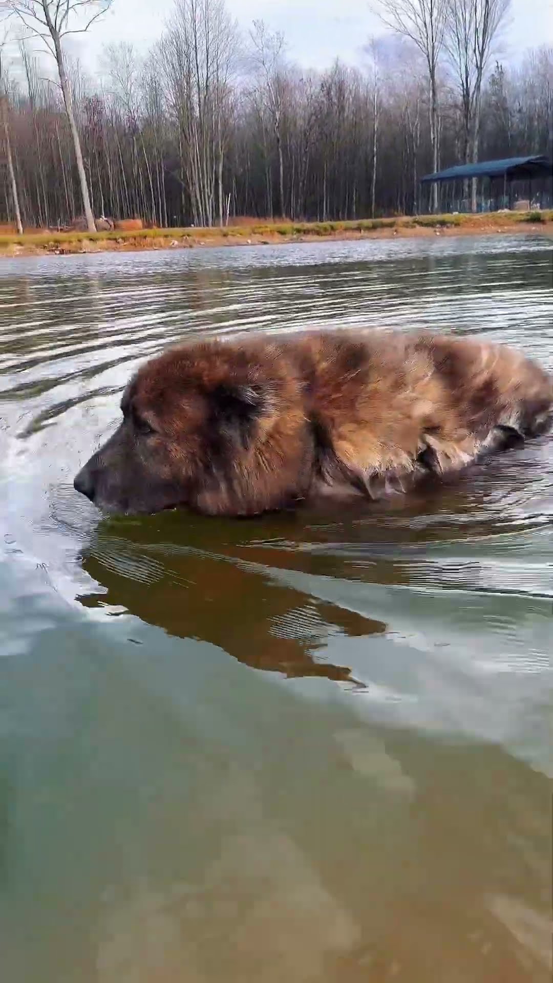 Do They Like Water - Caucasian Shepherd video at Brotherbear Acres