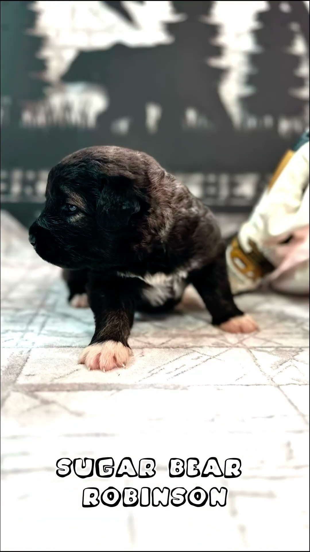 Eyes Open at Three Weeks - Caucasian Shepherd video at Brotherbear Acres
