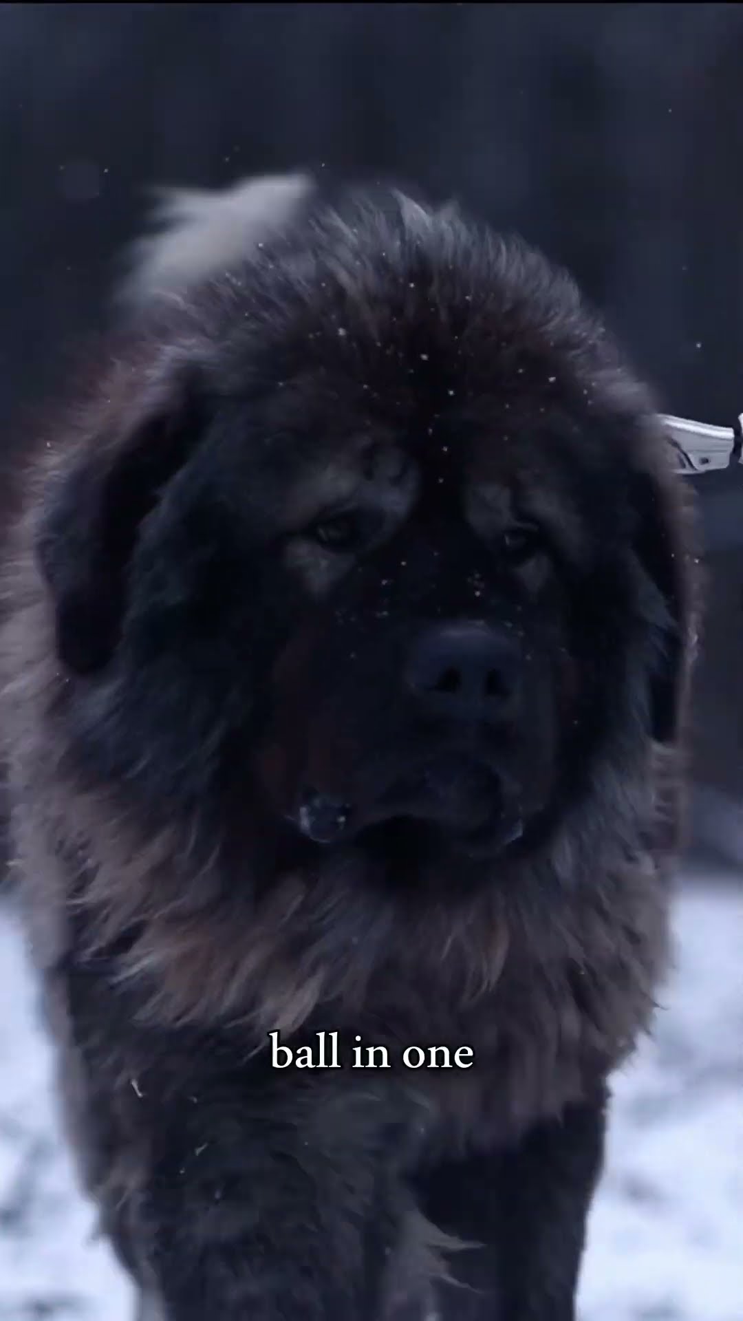 Facts: Bite Force, Coat, Weight - Caucasian Shepherd video at Brotherbear Acres