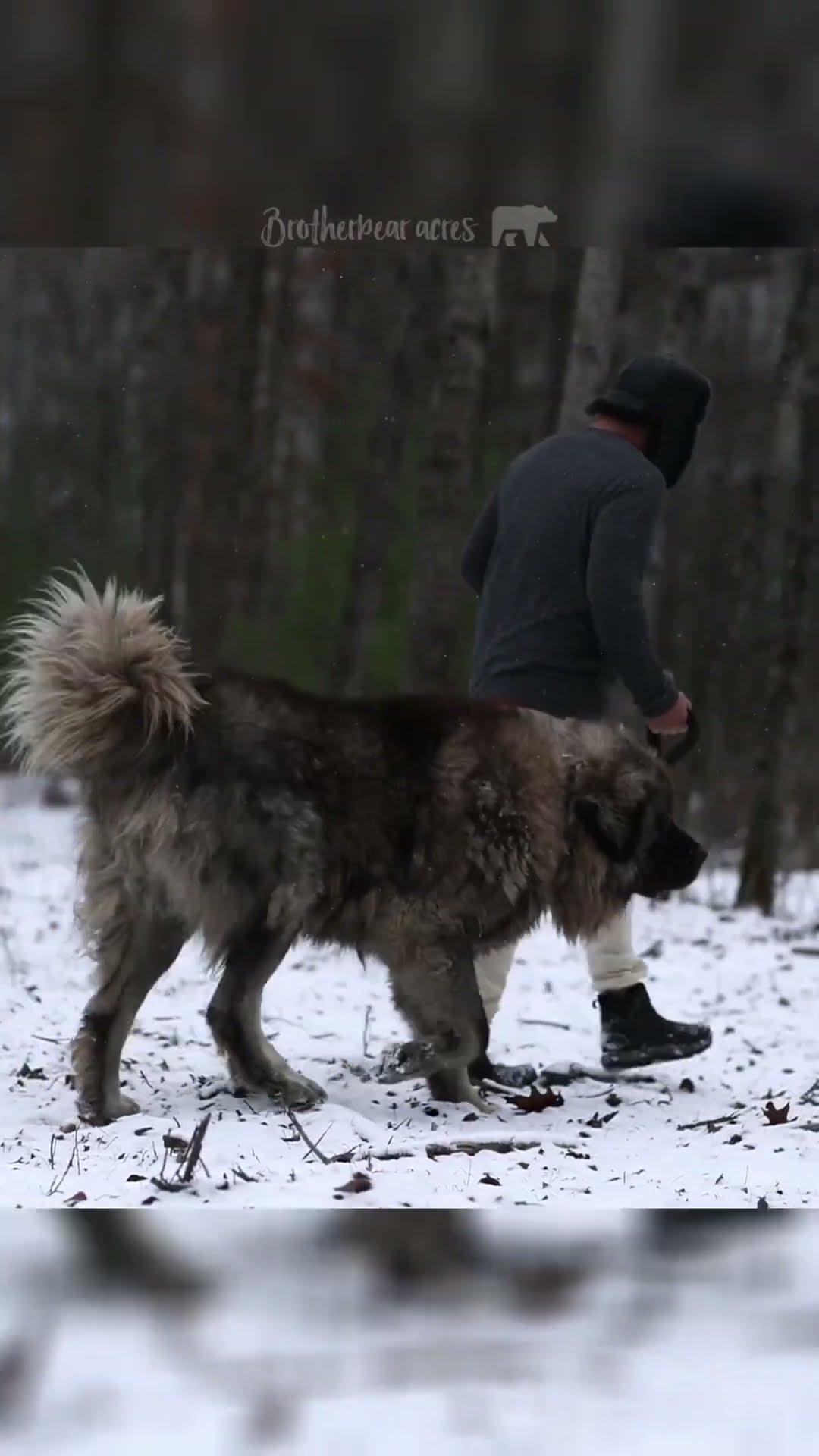 Caucasian Shepherd Facts - Caucasian Shepherd video at Brotherbear Acres