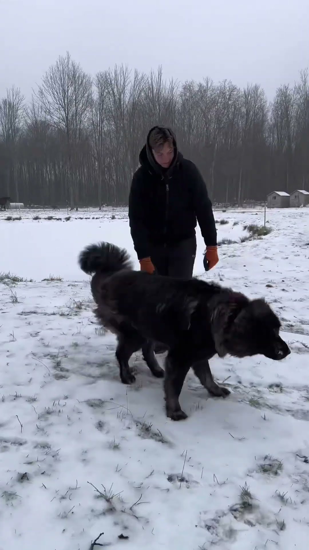 Family Pets, Not Just Guardians - Caucasian Shepherd video at Brotherbear Acres
