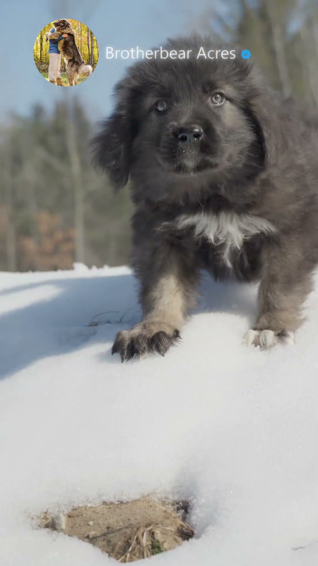 First Snow - Caucasian Shepherd video at Brotherbear Acres