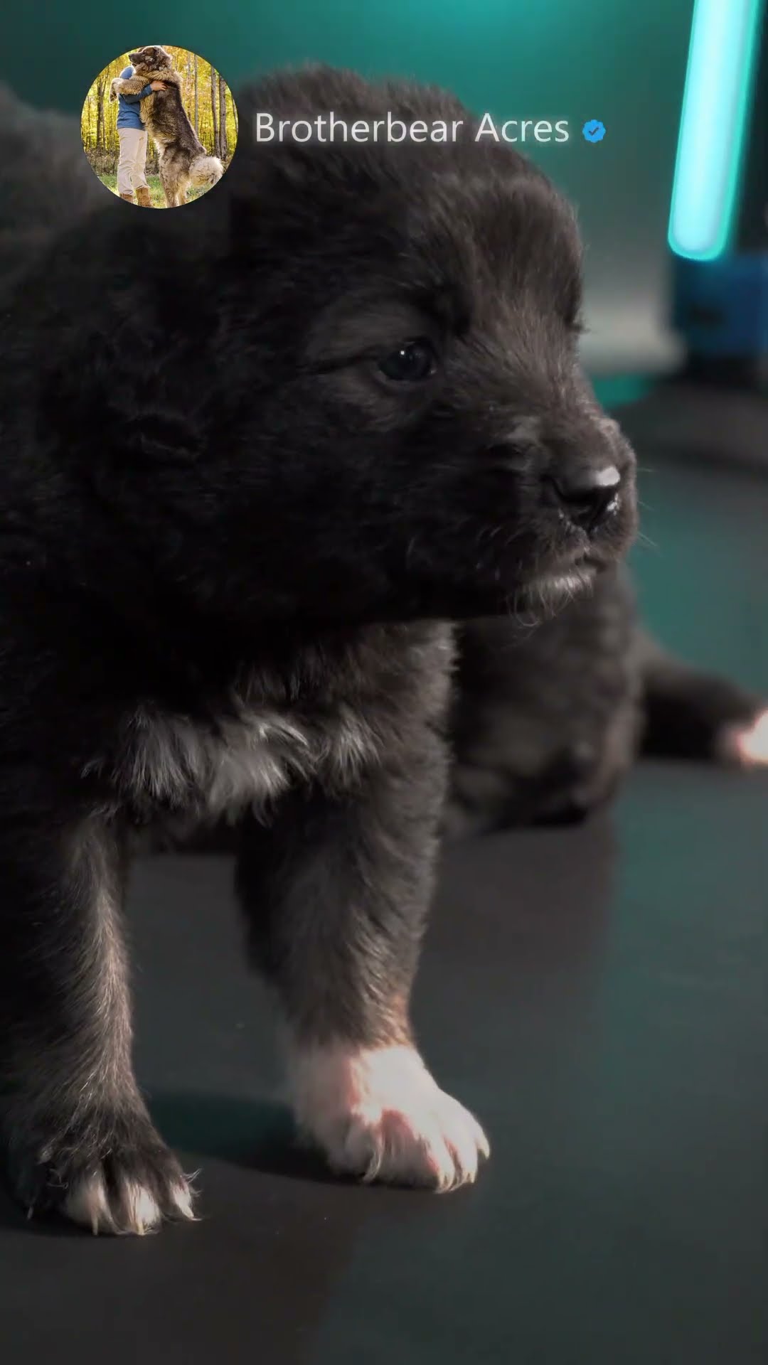 Four Weeks Old - Caucasian Shepherd video at Brotherbear Acres