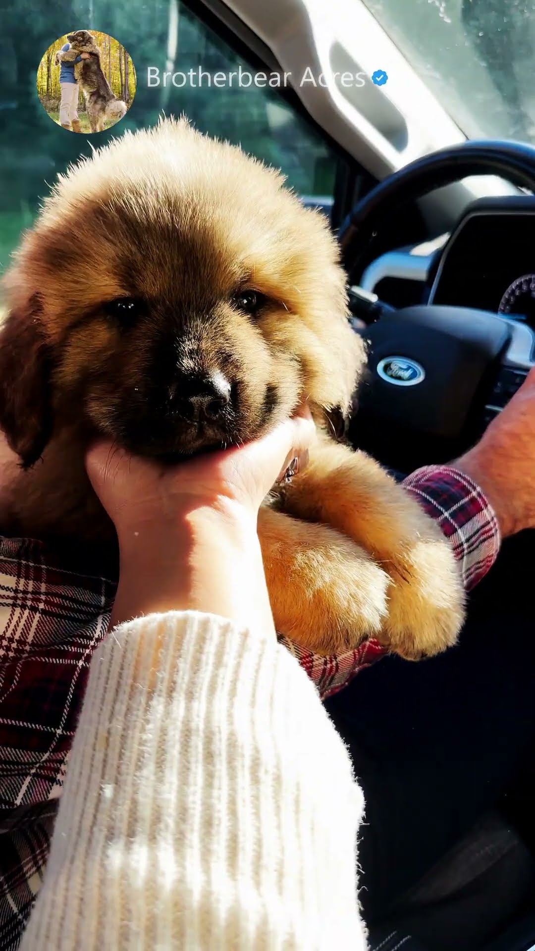 From Our Arms to Theirs - Caucasian Shepherd video at Brotherbear Acres