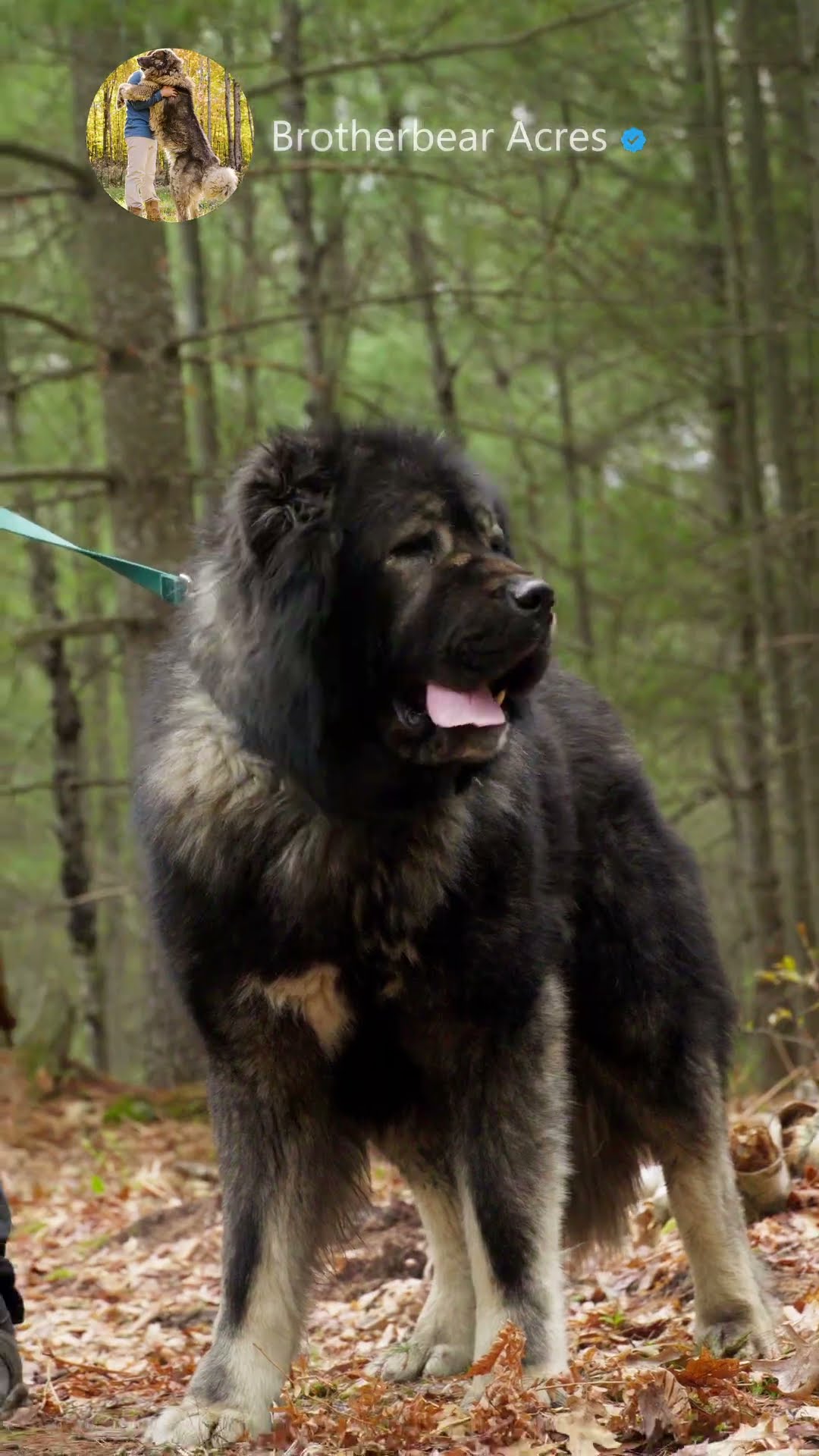 Gentle Giant or Ultimate Guardian - Caucasian Shepherd video at Brotherbear Acres