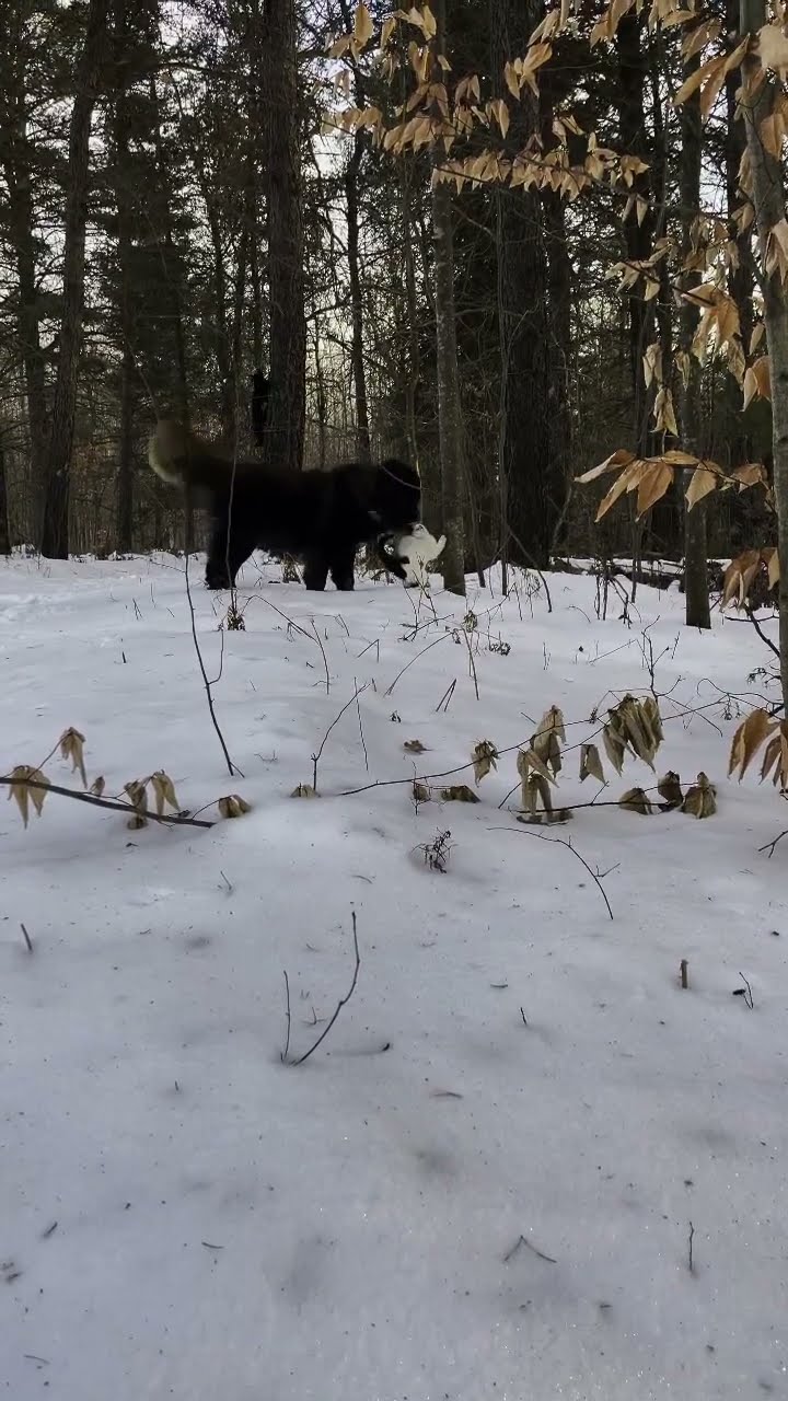 Gentle Giant - Caucasian Shepherd video at Brotherbear Acres