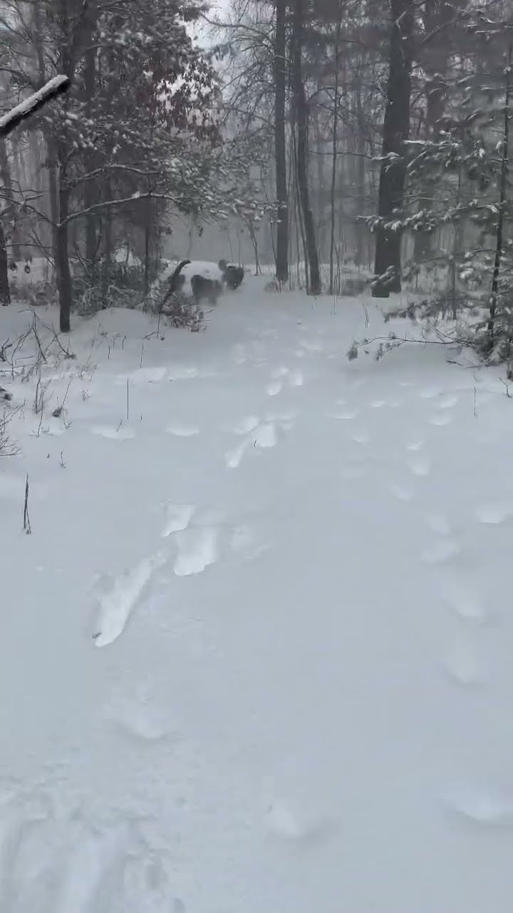 Giant Guardians - Caucasian Shepherd video at Brotherbear Acres