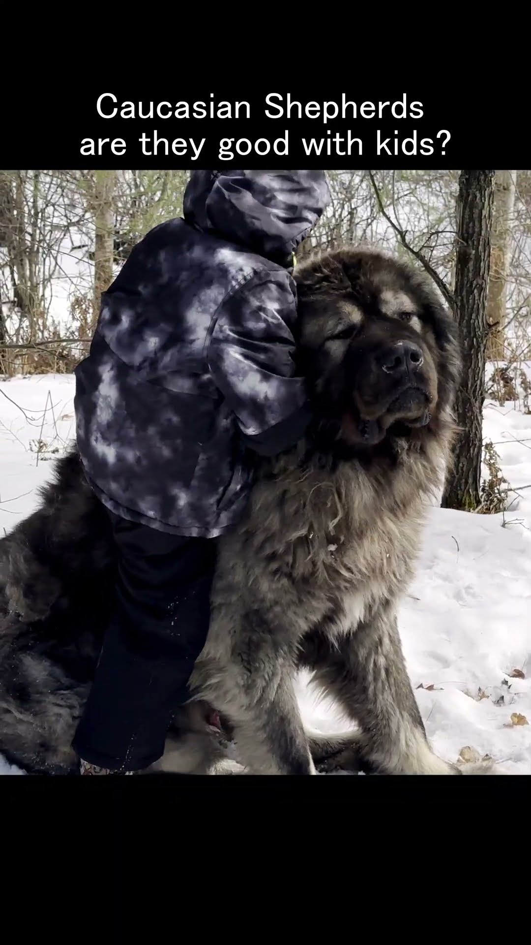 Good With Kids? - Caucasian Shepherd video at Brotherbear Acres