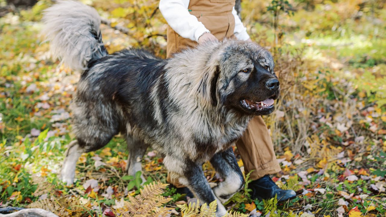 Guard Through the Storm - Caucasian Shepherd long-form video at Brotherbear Acres