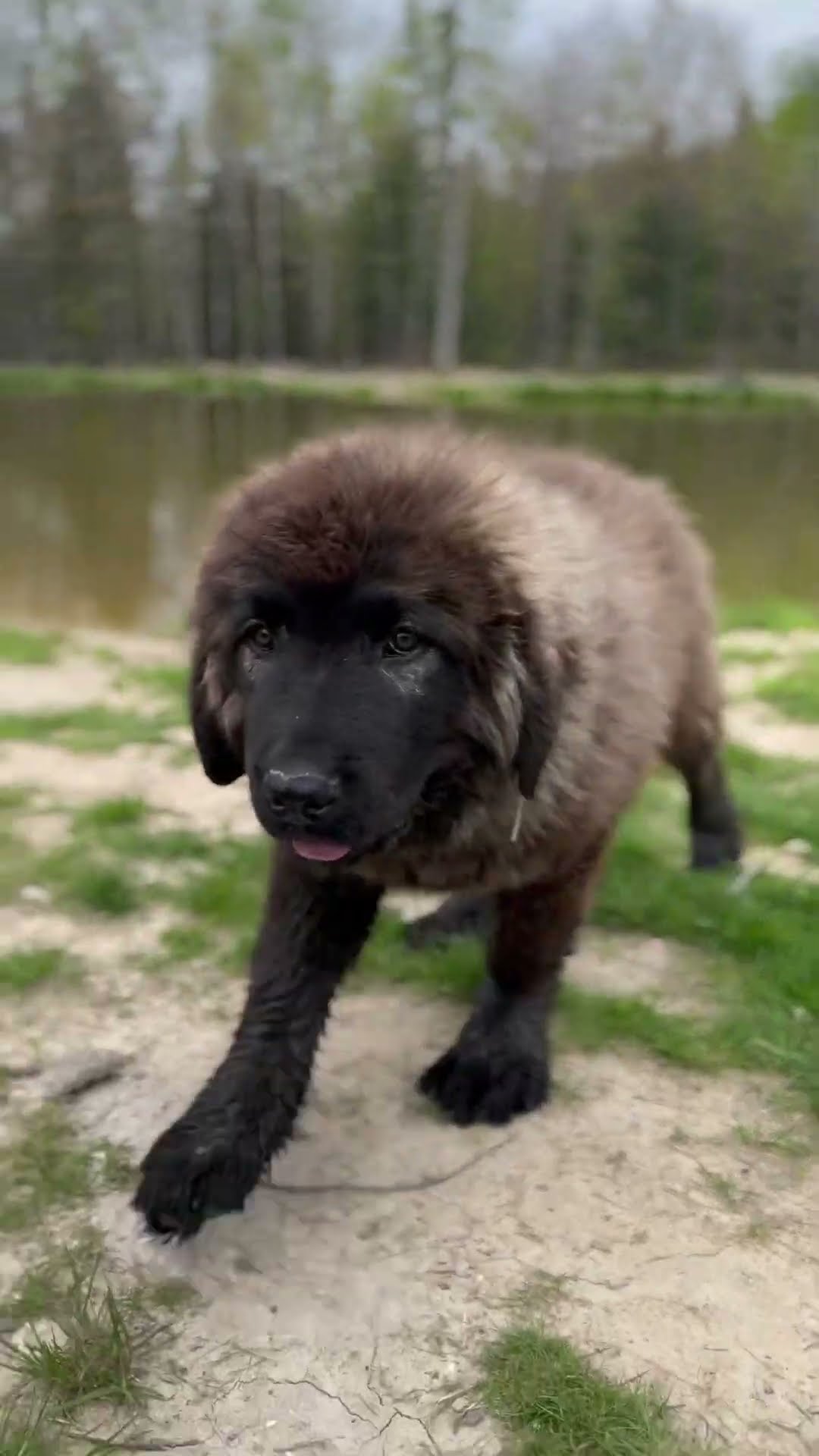 Guardian in Training - Caucasian Shepherd video at Brotherbear Acres