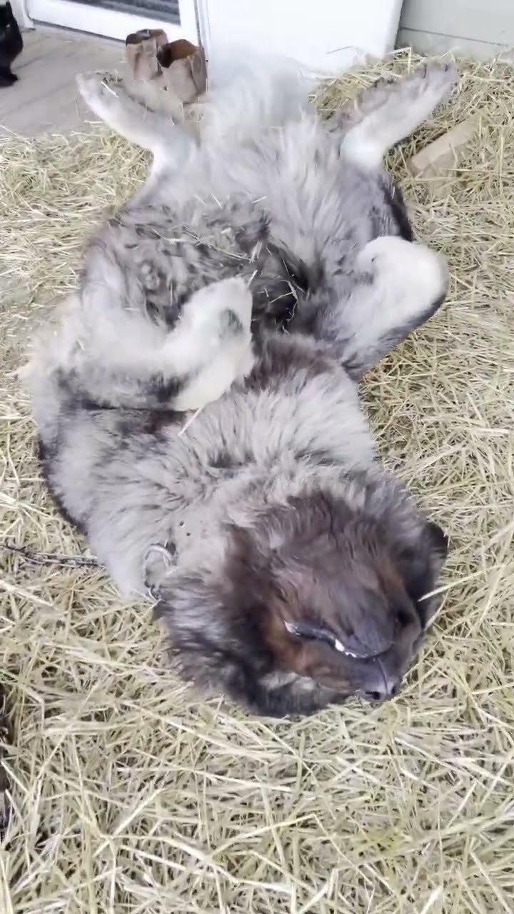 Guardian of the Family - Caucasian Shepherd video at Brotherbear Acres