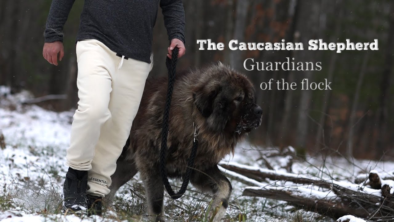 Guardians of the Flock - Caucasian Shepherd long-form video at Brotherbear Acres