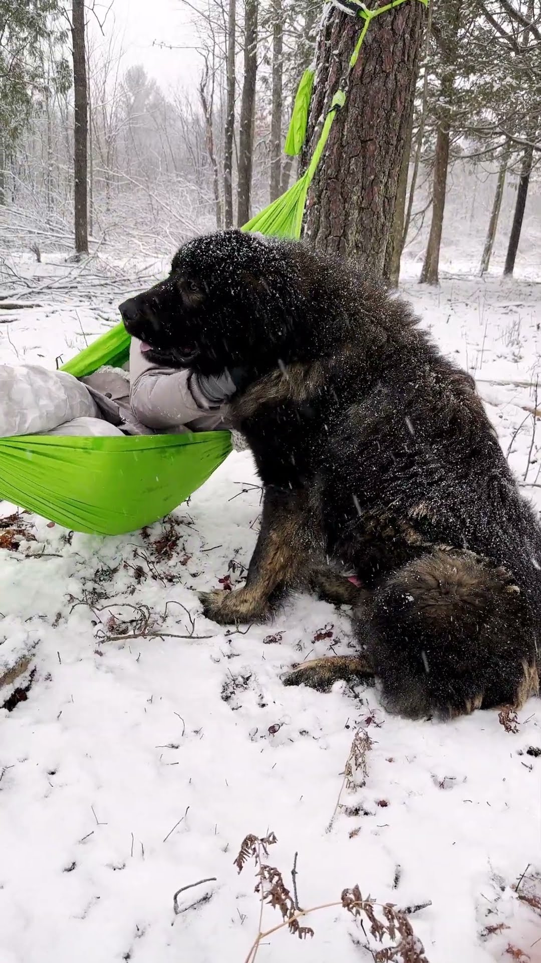 Happy First Birthday - Caucasian Shepherd video at Brotherbear Acres