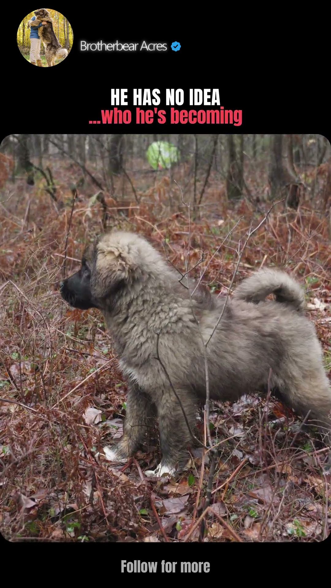 He Has No Idea - Caucasian Shepherd video at Brotherbear Acres