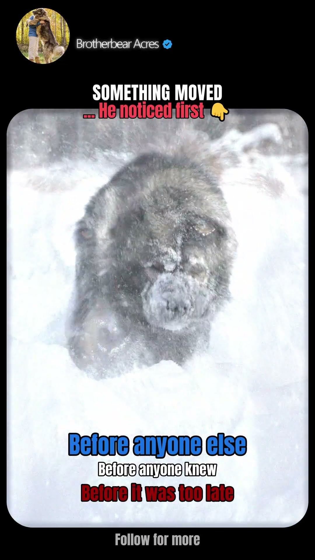 He Noticed First - Caucasian Shepherd video at Brotherbear Acres