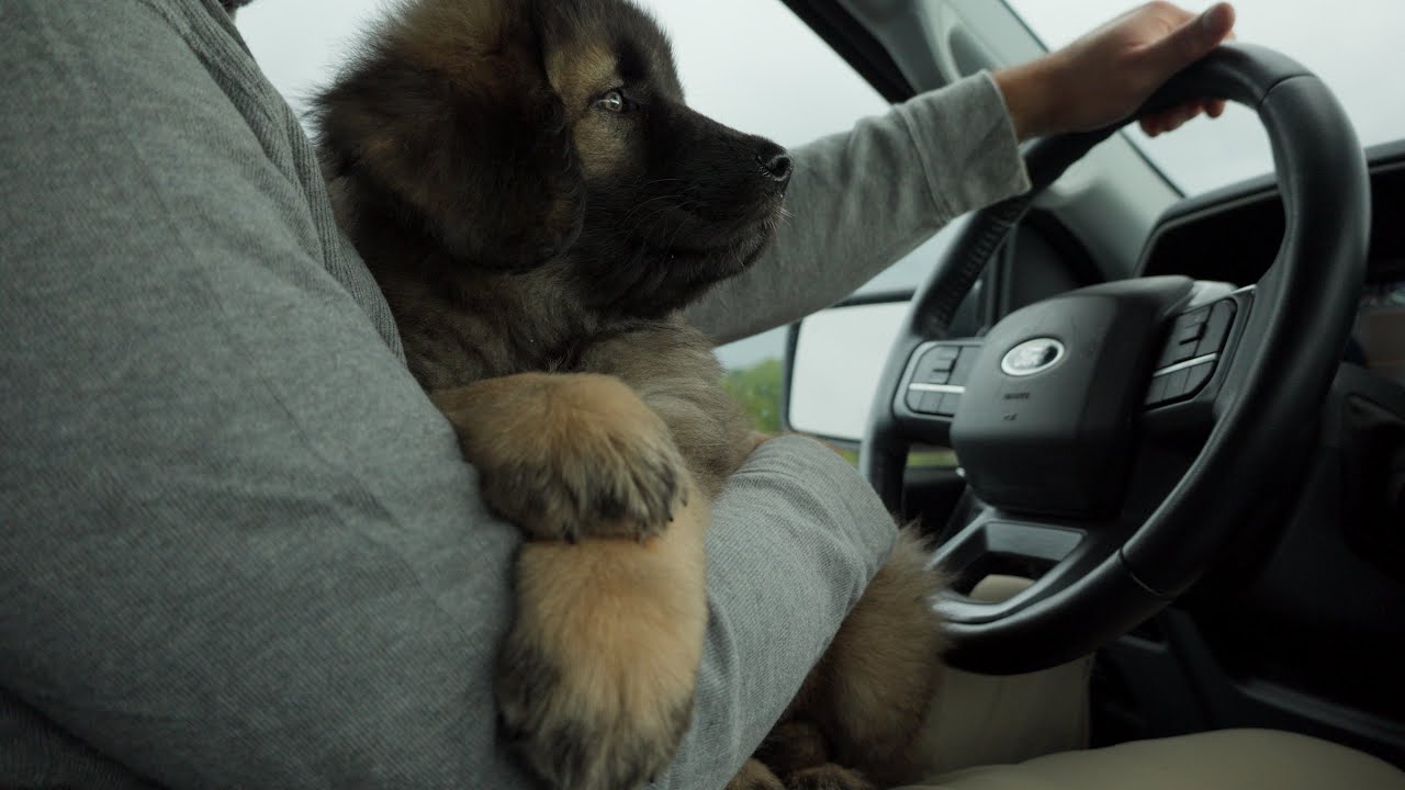 Her Forever Home - Caucasian Shepherd long-form video at Brotherbear Acres