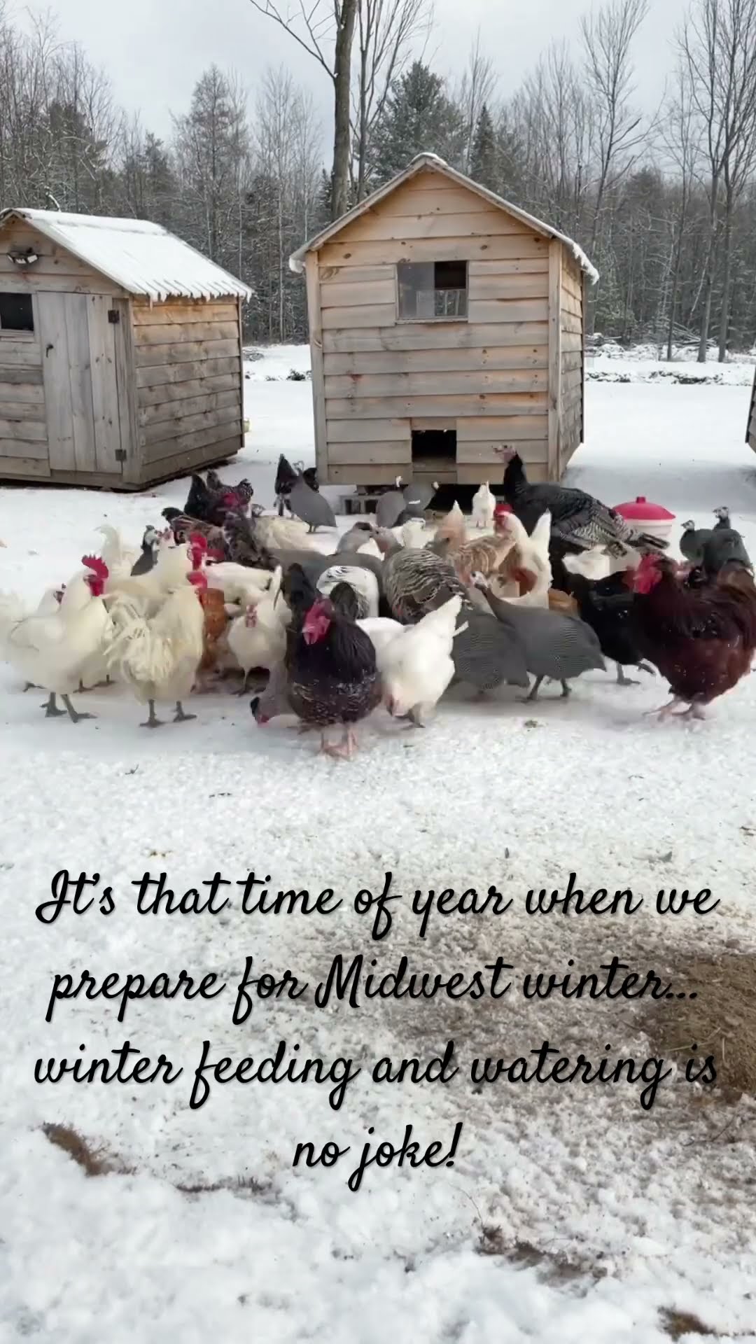 Homesteading in Winter - Caucasian Shepherd video at Brotherbear Acres