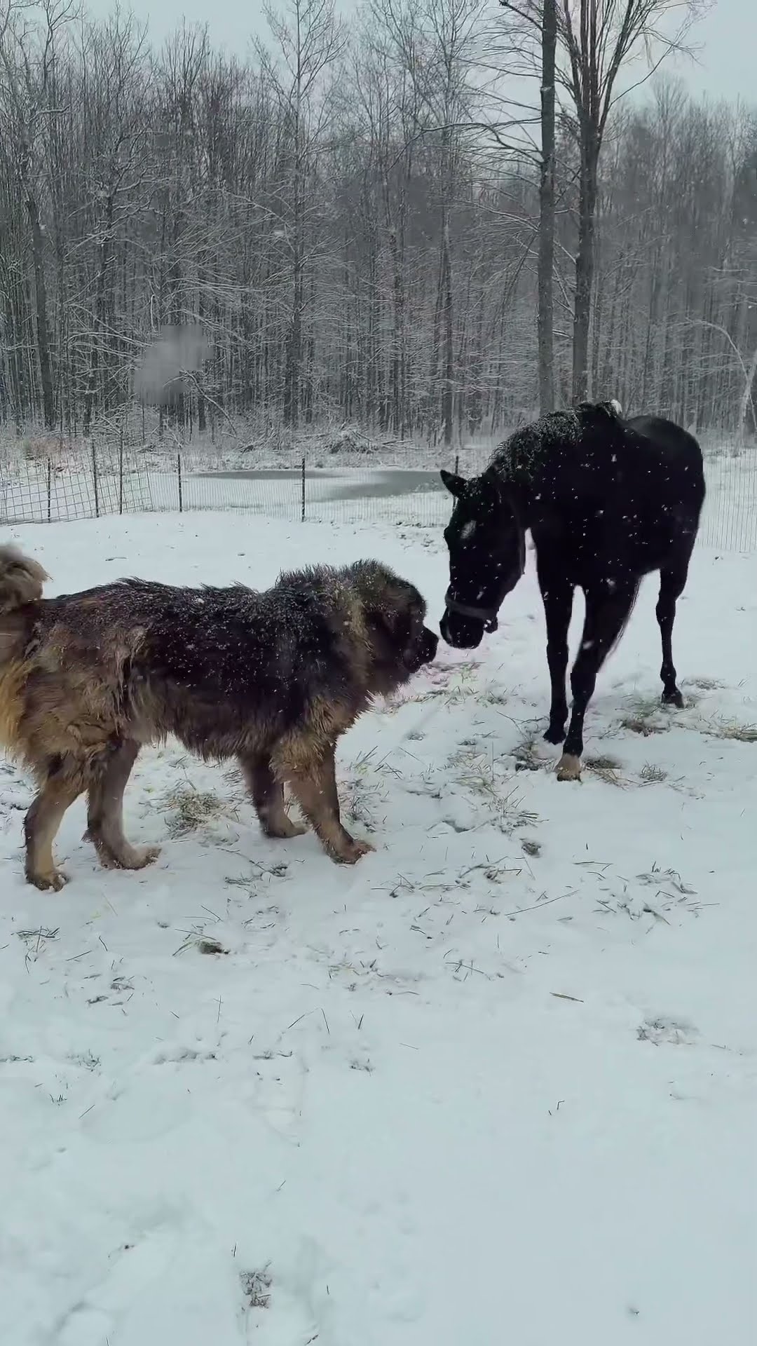 Horse and Guardian - Caucasian Shepherd video at Brotherbear Acres