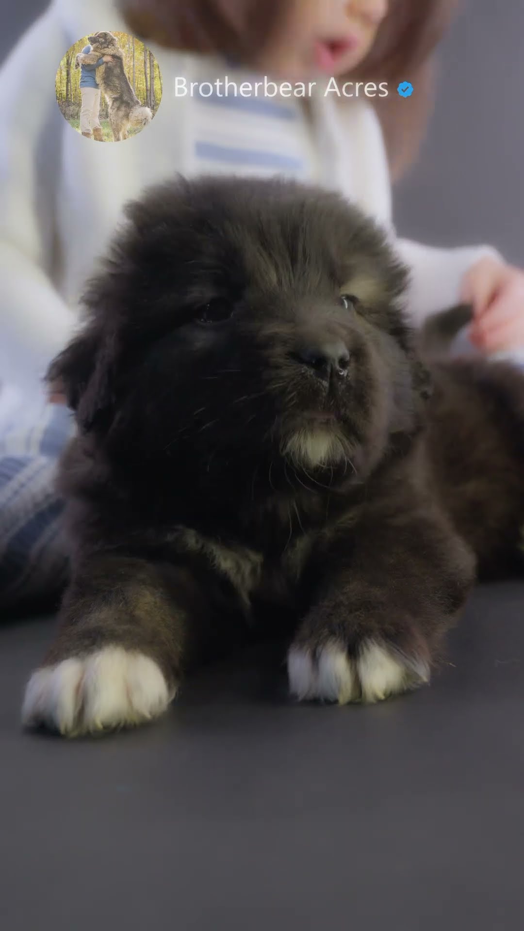 I Just Might - Caucasian Shepherd video at Brotherbear Acres