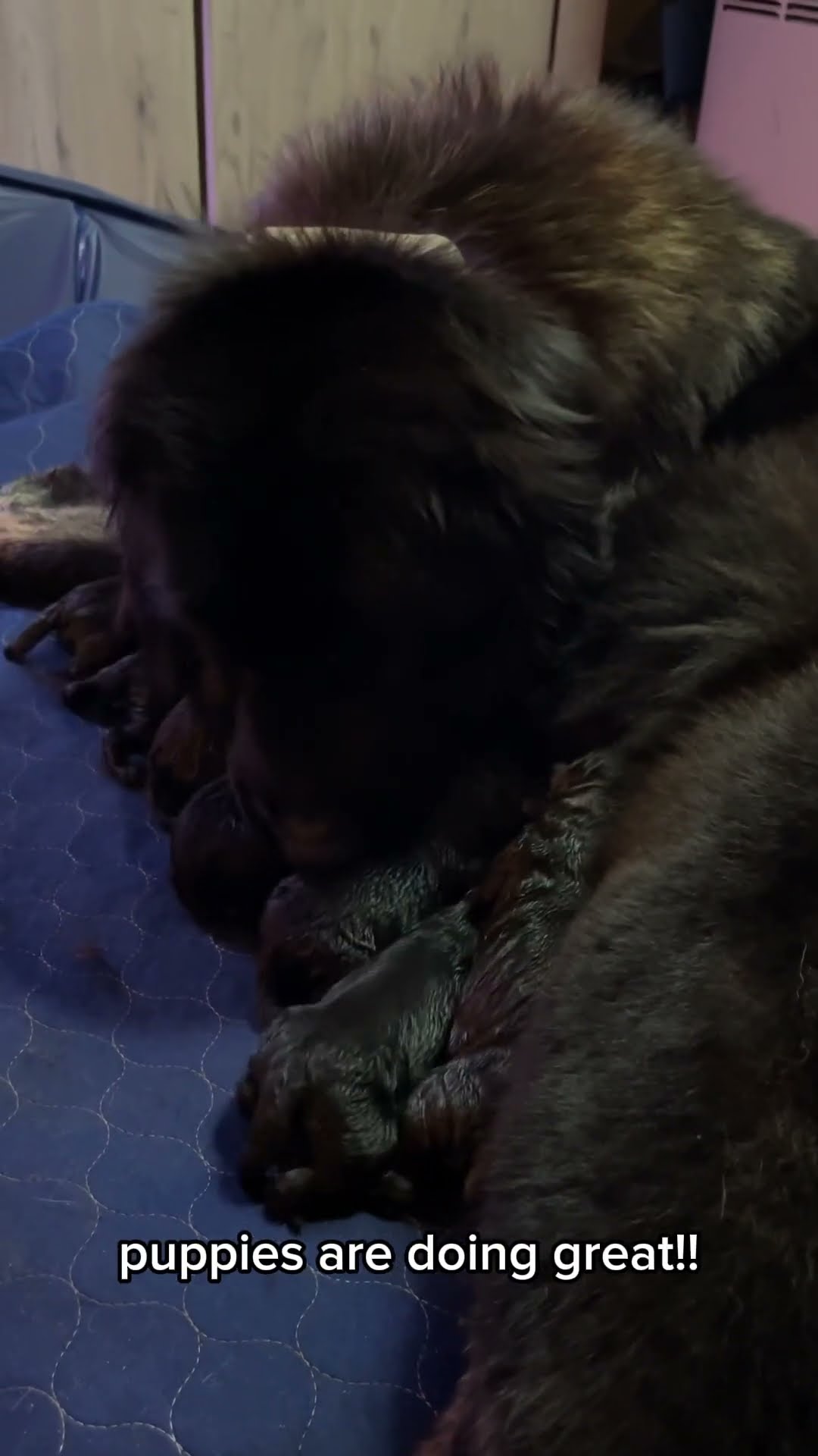 In Labor - Caucasian Shepherd video at Brotherbear Acres