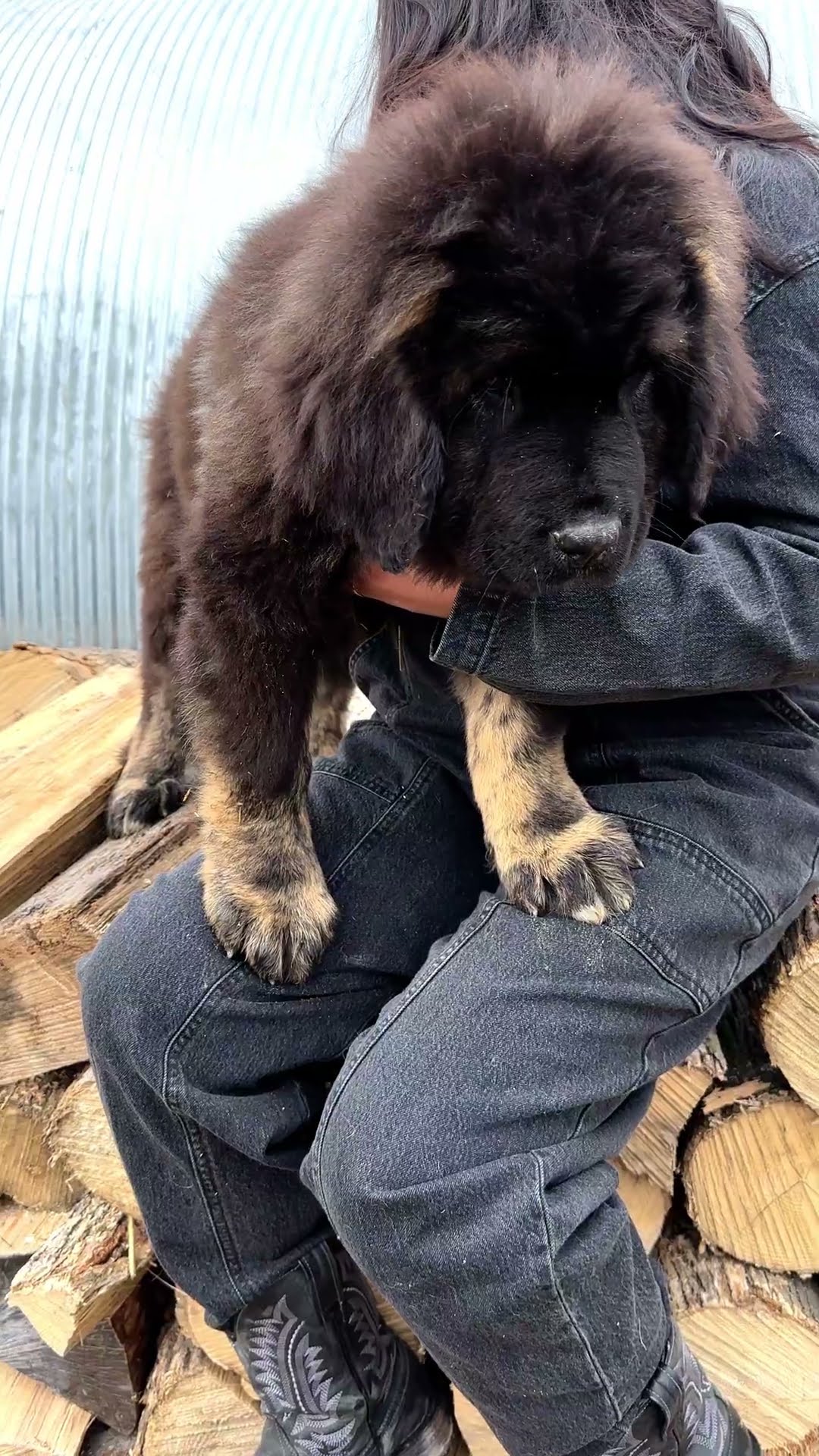 Is This Puppy Right for You - Caucasian Shepherd video at Brotherbear Acres