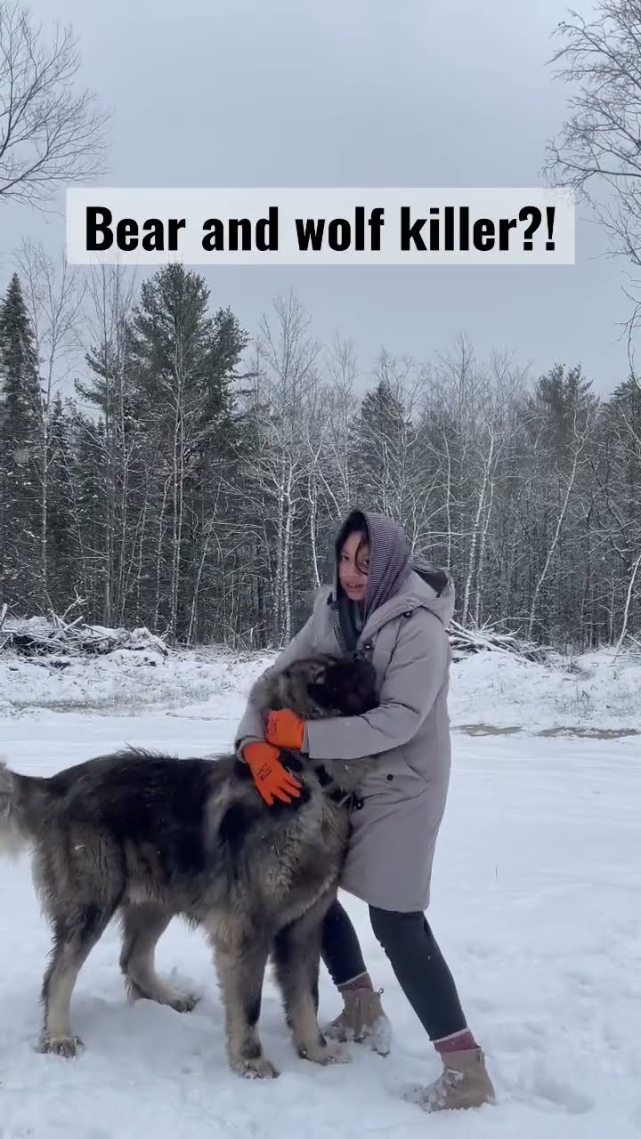 Just My Baby Dog - Caucasian Shepherd video at Brotherbear Acres