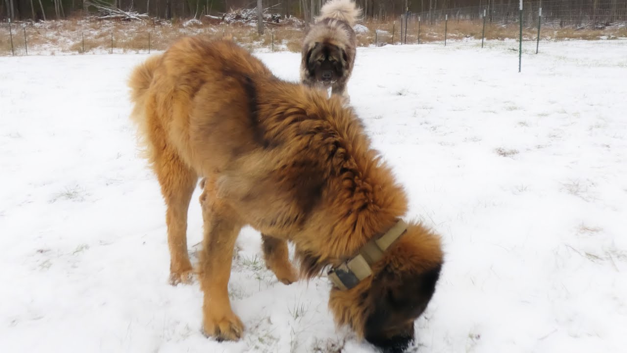 Kai vs Mila - Caucasian Shepherd long-form video at Brotherbear Acres