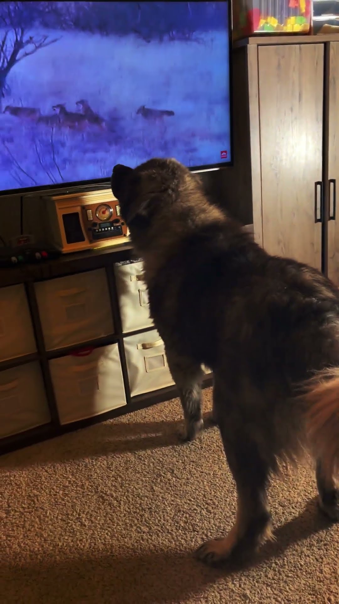 Kai Watches YouTube - Caucasian Shepherd video at Brotherbear Acres