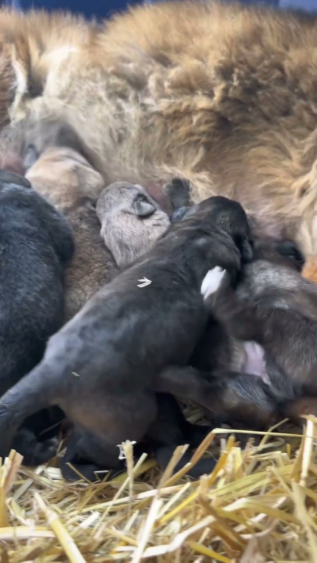 Kai x Mila - Caucasian Shepherd video at Brotherbear Acres