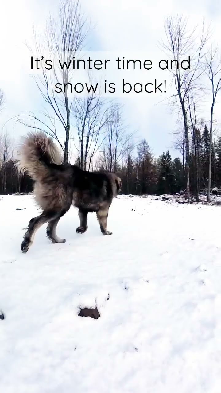 Kia Sees First Snow - Caucasian Shepherd video at Brotherbear Acres