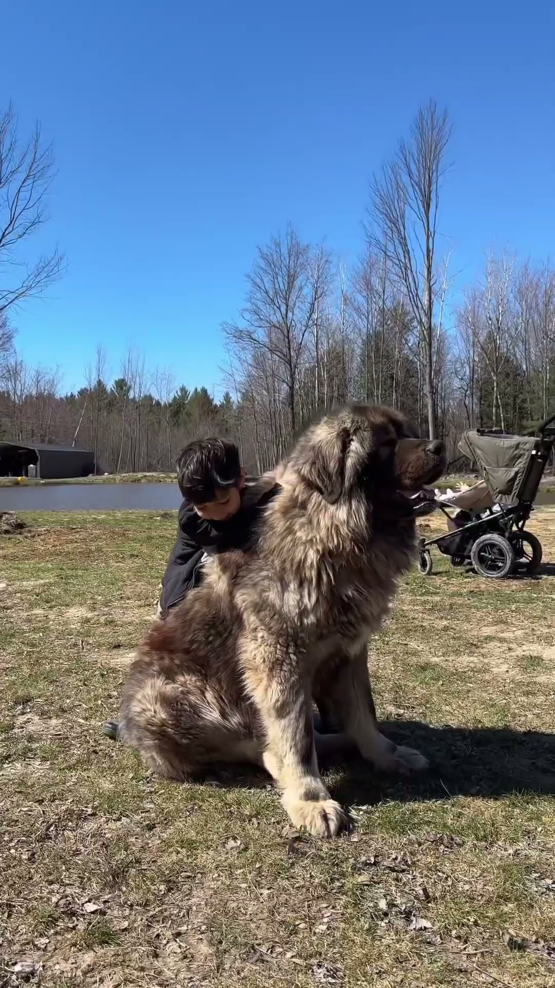 King Kai - Caucasian Shepherd video at Brotherbear Acres