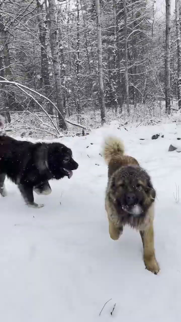 Large Breed Puppies at Play - Caucasian Shepherd video at Brotherbear Acres